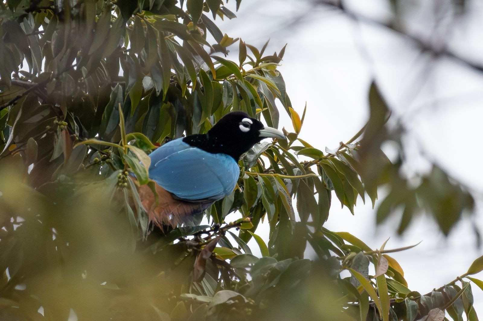 image Blue Bird-of-Paradise
